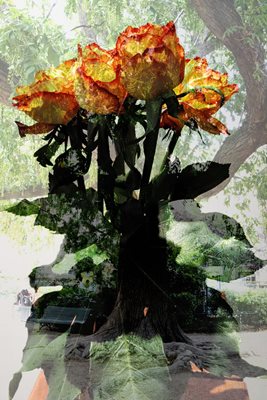 קולאג' וורדים כתומים 00163 גוון ליינר לייט