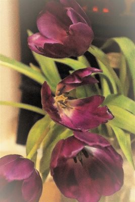 טוליפ סגול בגון צבע napa