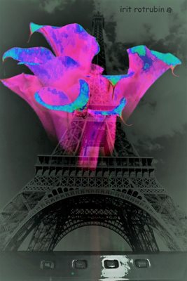 קולז' קאלה וורודה ואייפל 0054- 00