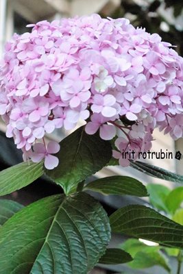 פרח עלי כותרת וורוד 2582 -51