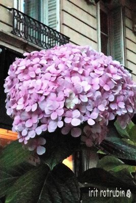 פרח עלי כותרת וורוד 2586- 51