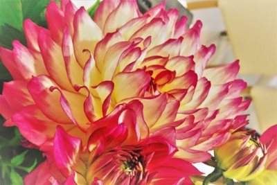 פרח דליה 8003 -53