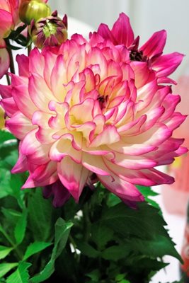 פרח דליה 7960 -53