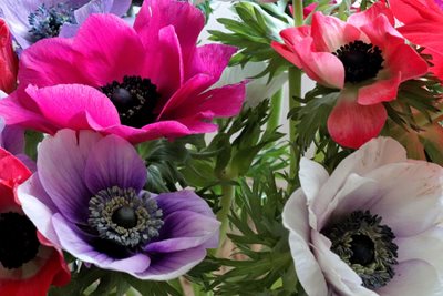 זר כלניות בגוון וורוד סגול 8064 -65