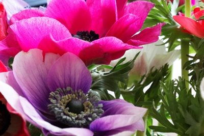 זר כלניות בגוון וורוד סגול 8063 -65