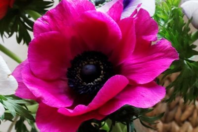 כלנית בוורוד סגול 8089 -65