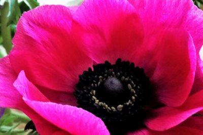 כלנית בוורוד סגול 8077 -65