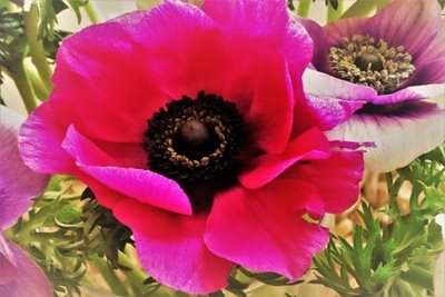 כלנית בוורוד 8076 -65