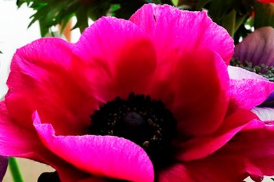 כלנית בוורוד 8084 -65