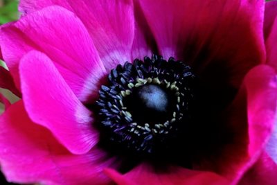 כלנית בוורוד 8124 -65