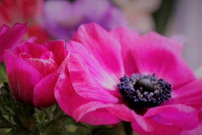 כלנית בוורוד 8186 -65