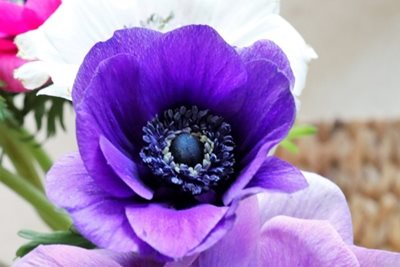 כלניות סגול ולבן