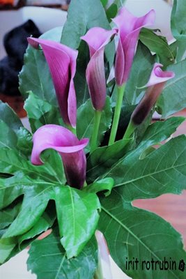 זר קאלה בסגול