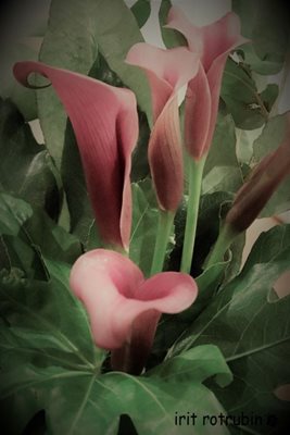 זר קאלה בסגול בגוון בהיר