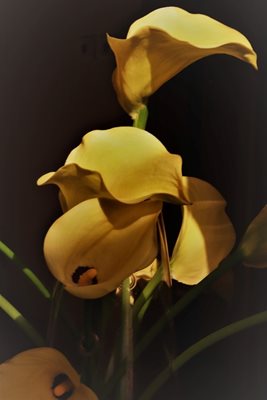 קאלה צהובה בגוון כהה zeke 7304 -73