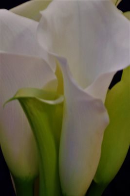 קאלה בלבן 9220 -74 א'