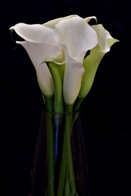 קאלה בלבן 9220 -74 א'