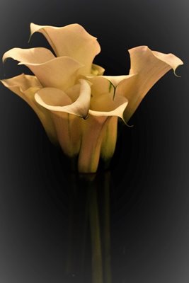 קאלה בלבן בגוון קרם 9295 -74 א'