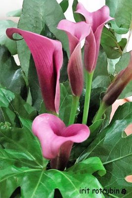 זר קאלה בסגול