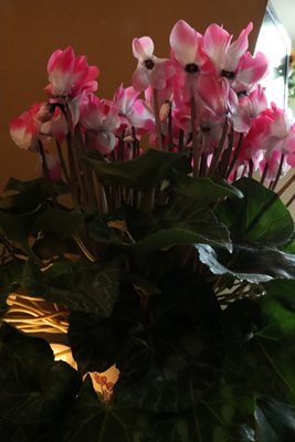 זר רקפות 7175 -75