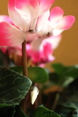 רקפת בודדה 3872 -75