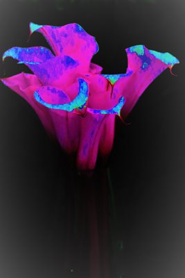 קאלה צבעונית 9295 -74א'