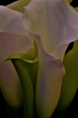 קאלה לבנה בגוון נאפה 9220 -74 א'