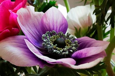 כלניות בסגול לבן