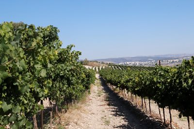 כרם ענבים עמק האלה 9505 -63