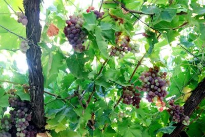 אשכולות ענבים 9468 -63