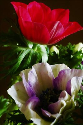 זוג כלניות סגול ואדום 4289 -64