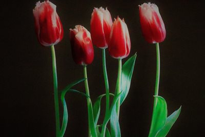 צבעונים בשדה 7945 - 56