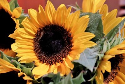 זר חמניות 9068 -27