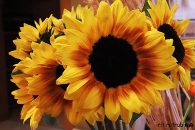 זר חמניות גדול 2866 -54