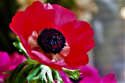 כלנית גבוהה 8194 - 62