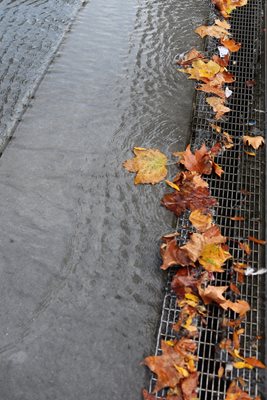 עלים בשלכת ברחוב גשום 3947- 43