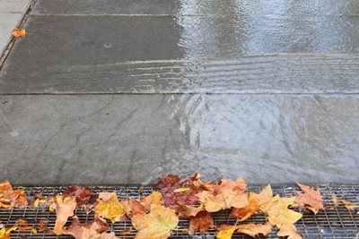 עלים בשלכת ברחוב גשום 3948 -43