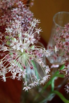 פרח תלתלי אביב בוורד8331 -52