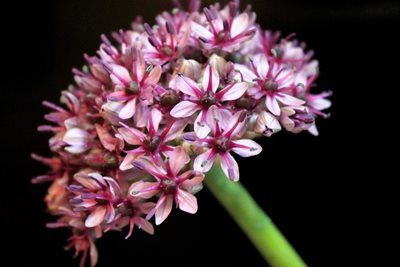 פרח תלתלי אביב בוורוד8251 -52