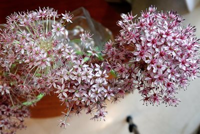 פרח תלתלי אביב בוורוד 8340 -52