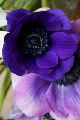 כלניות בסגול