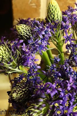 תלתלים בסגול