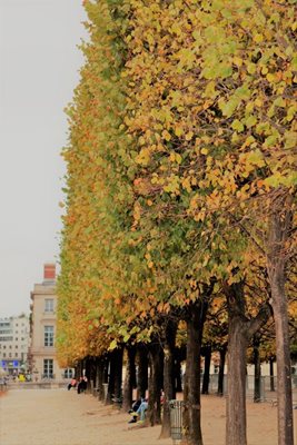 שורת עצים בשלכת פריס 4173 -11