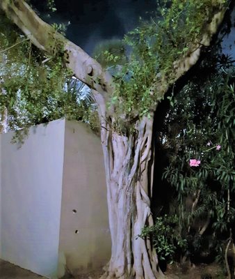 עץ פורס ידיים 0032 -11C