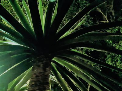 דקל רחב מואר 0037 -11